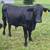 Cattle 3 thumbnail