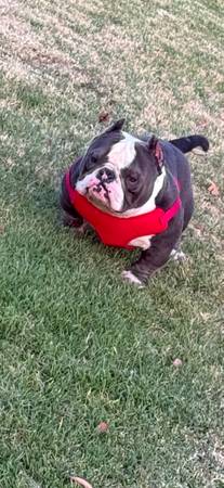 Bully 1