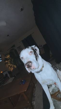 dog 1