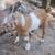 5 MINI NUBIAN BUCKLINGS - MOON SPOTTED- BLUE EYES- POLLED 5 thumbnail