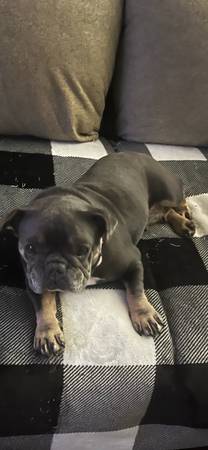 4 year old female frenchie 1
