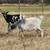 Unicorn Nigerian dwarf doe 3 thumbnail
