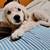 AKC Golden Retriever puppy 2 thumbnail