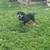 4 month olde English Bulldogge 8 thumbnail