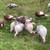 Turkeys 1 thumbnail