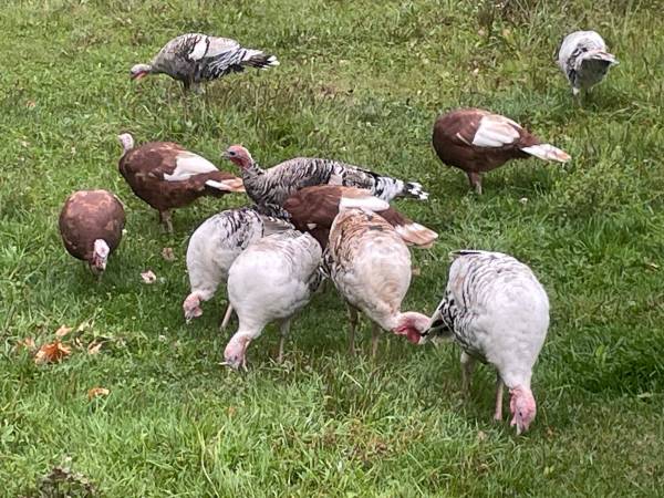 Turkeys 1