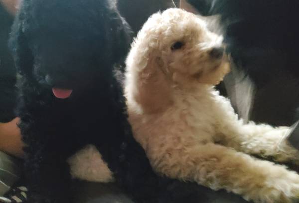 Better than Black Friday! Beautiful Black Poodle Puppy Available!🐾 1