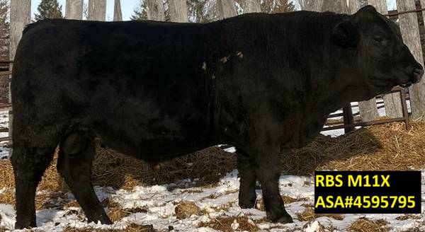 RUFFY BROOK SIMMENTAL BULLS 1