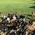 Nigerian Dwarf Goats 1 thumbnail