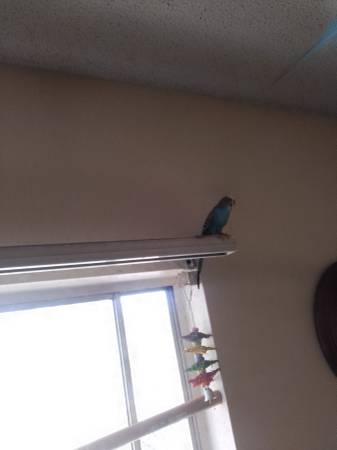 Rehoming 2 Budgies $50 (Sierra Vista)63622370931329124