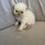 Persian Kittens 5 thumbnail