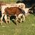 9 corriente longhorn cows 11 thumbnail