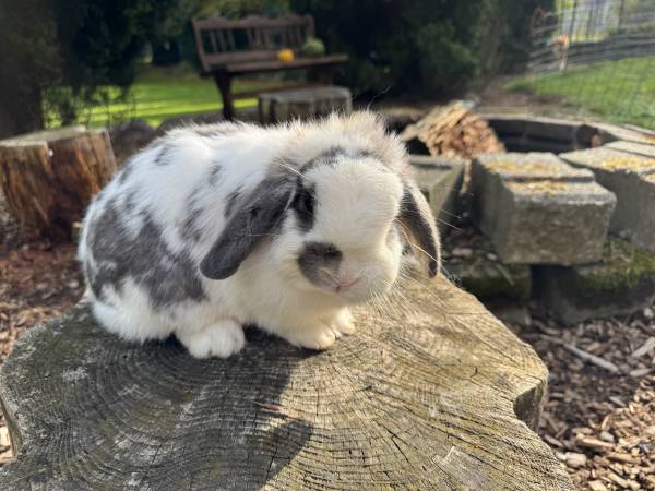 Conejo Lop (Snohomish-Woodinville)