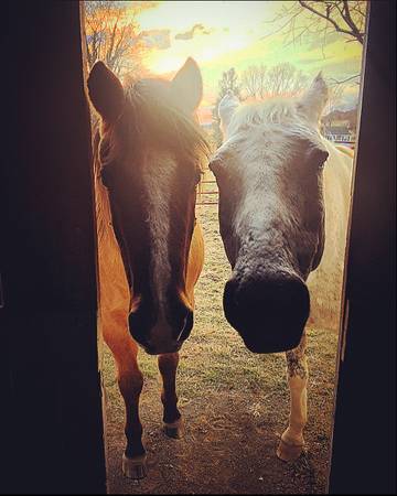 In need of year round pasture for 2 sweet horses 1