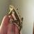 Crested geckos 7 thumbnail