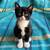 Male kittens 3 thumbnail