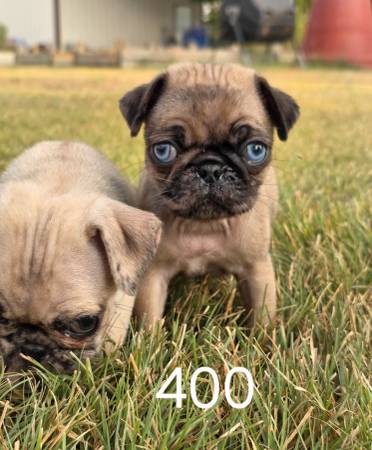 Pug (Salado)63839343621635120