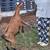 Goats 4 thumbnail