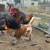 French Black Copper Marans Roosters 12 thumbnail