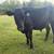 Calves 5 thumbnail