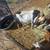 Pure Bred Nubians 1 thumbnail