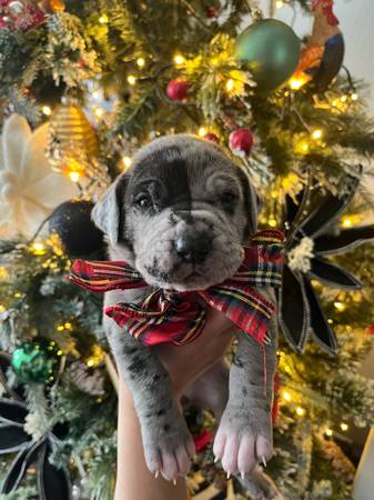 Great Danes puppies 1