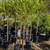 Patio Tree 8 thumbnail