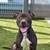Foster or Adopter Needed - Super sweet 3yr old Family dog - SOS 1 thumbnail