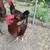 Rhode Island Red Roosters 6 thumbnail