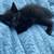 9/13:1 Left! Cute Ginger, Black, Black Tortie & Tabby Kittens for Rehoming! 2 thumbnail