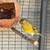 Finch Goldfinch mule 2 thumbnail