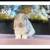 Holland Lop Bunnies 3 thumbnail