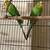 Bonded Parakeet Pair Bird 2 thumbnail