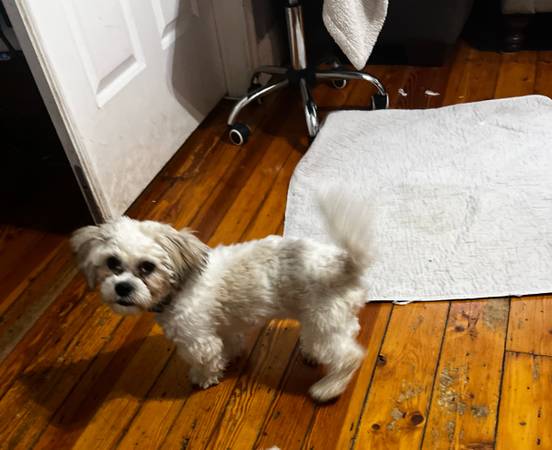 Rehoming pup (Attleboro)63670004562817124