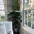 Faux Floor Plant!! 1 thumbnail