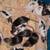 16 rats 2 thumbnail