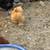 Chickens 11 thumbnail