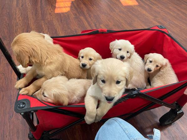 AKC Golden Retriever Puppies (Houston)63859313904387120