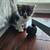 Rehome Kittens -  Bellflower 8 thumbnail
