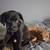 Husky/Coonhound 2 thumbnail