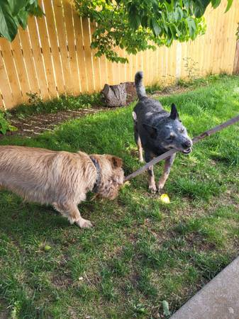 ISO private fenced property for dog (Wenatchee)63761970830339120