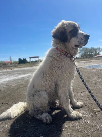 ¡RECOMPENSA DE 800$! Perro desaparecido63656878864131121
