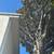 New landscape Removal job design light to med size tree and bush $499 20 thumbnail