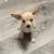 Chihuahuas 3 thumbnail