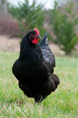 Chickens/Black Australorp 1