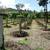 Farm near town and beach, Mangoes, tropical fruits and more 4 thumbnail