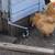 Chickens 4 thumbnail