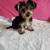 Yorkie   teacup 1 thumbnail