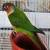 Hand fed conure 14 thumbnail