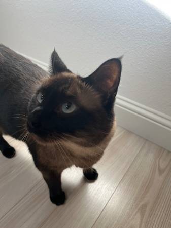 2-year old Siamese male neutered (Auburn)63679413058947120